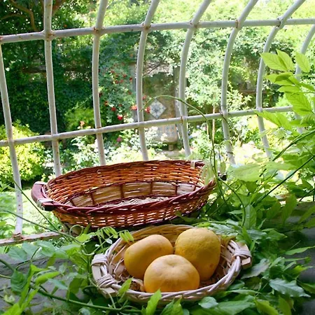 Alimuri